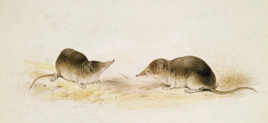 Musaraignes